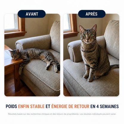 Vitalys™ – Gouttes de vitamine B12 pour chat
